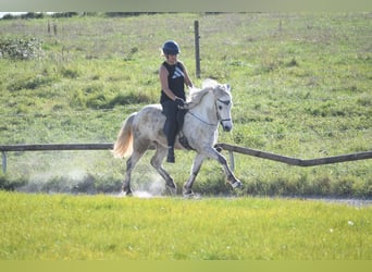 Icelandic Horse, Gelding, 6 years, 13.3 hh, Gray