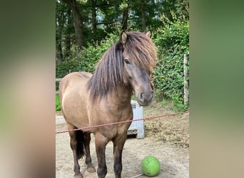 Icelandic Horse, Gelding, 6 years, 13.3 hh, Grullo Icelandic Horse, Gelding, 6 years, 13.3 hh, Grullo