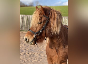 Icelandic Horse, Gelding, 6 years, 13,3 hh, Sorrel