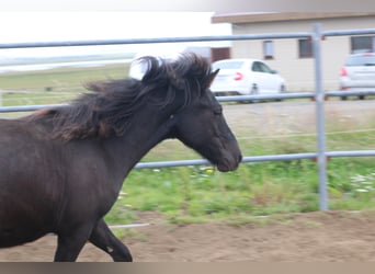 Icelandic Horse, Gelding, 6 years, 13,1 hh, Black