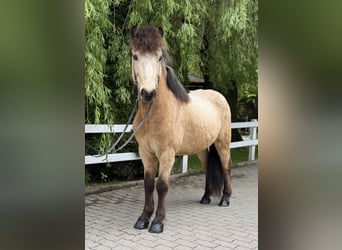 Icelandic Horse, Gelding, 6 years, 13,1 hh, Buckskin