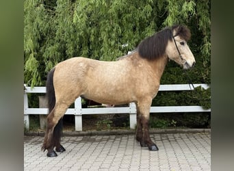Icelandic Horse, Gelding, 6 years, 13,1 hh, Buckskin