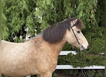 Icelandic Horse, Gelding, 6 years, 13,1 hh, Buckskin