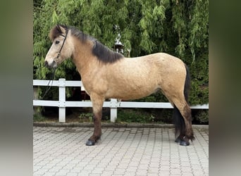 Icelandic Horse, Gelding, 6 years, 13,1 hh, Buckskin