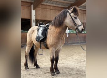 Icelandic Horse, Gelding, 6 years, 13,1 hh, Buckskin