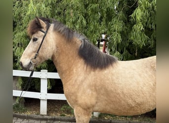 Icelandic Horse, Gelding, 6 years, 13,1 hh, Buckskin