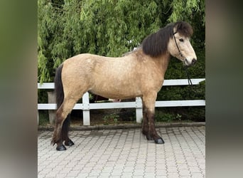 Icelandic Horse, Gelding, 6 years, 13,1 hh, Buckskin