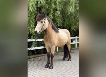 Icelandic Horse, Gelding, 6 years, 13,1 hh, Buckskin