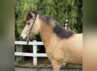 Icelandic Horse, Gelding, 6 years, 13,1 hh, Buckskin