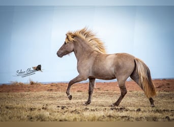 Icelandic Horse, Gelding, 6 years, 13,1 hh, Dun