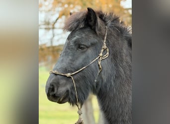 Icelandic Horse, Gelding, 6 years, 13,2 hh, Black