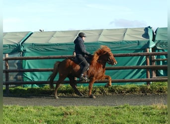Icelandic Horse, Gelding, 6 years, 13,2 hh, Chestnut-Red