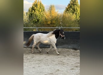 Icelandic Horse, Gelding, 6 years, 13,2 hh, Pinto