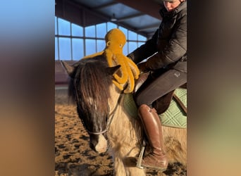 Icelandic Horse, Gelding, 6 years, 13,2 hh, Pinto