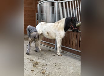 Icelandic Horse, Gelding, 6 years, 13,2 hh, Pinto