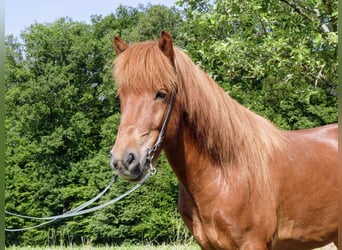 Icelandic Horse, Gelding, 6 years, 13,3 hh, Chestnut-Red