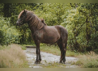 Icelandic Horse, Gelding, 6 years, 13,3 hh