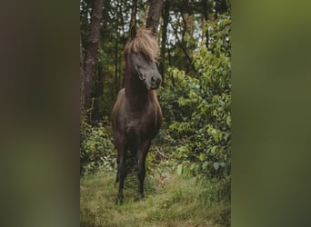 Icelandic Horse, Gelding, 6 years, 13,3 hh