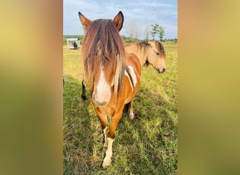 Icelandic Horse, Gelding, 6 years, 13,3 hh, Pinto