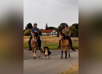 Icelandic Horse, Gelding, 6 years, 13,3 hh, Pinto