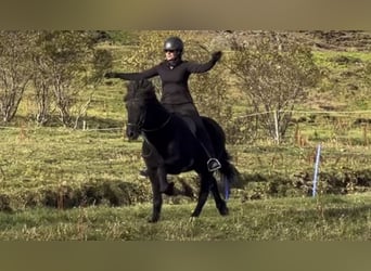 Icelandic Horse, Gelding, 6 years, 14.1 hh, Black