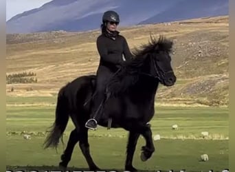 Icelandic Horse, Gelding, 6 years, 14.1 hh, Black
