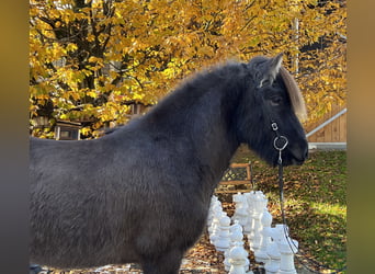 Icelandic Horse, Gelding, 6 years, 14.1 hh, Black