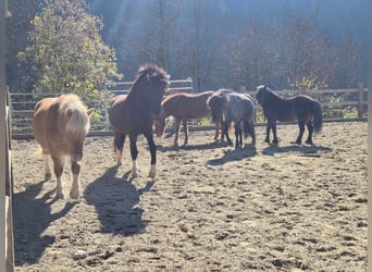 Icelandic Horse, Gelding, 6 years, 14.1 hh, Black