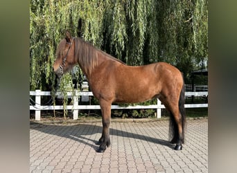 Icelandic Horse, Gelding, 6 years, 14,1 hh, Brown