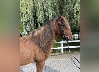 Icelandic Horse, Gelding, 6 years, 14,1 hh, Brown