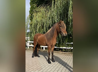 Icelandic Horse, Gelding, 6 years, 14,1 hh, Brown