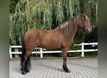 Icelandic Horse, Gelding, 6 years, 14,1 hh, Brown