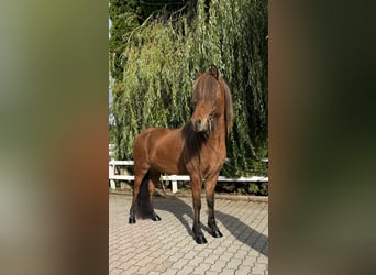 Icelandic Horse, Gelding, 6 years, 14,1 hh, Brown