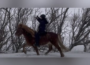 Icelandic Horse, Gelding, 6 years, 14.1 hh, Chestnut-Red