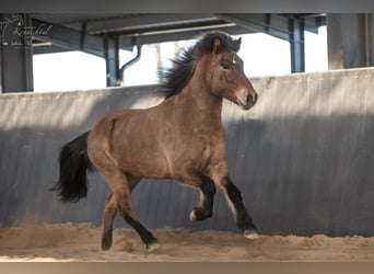 Icelandic Horse, Gelding, 6 years, 14.1 hh, Dun