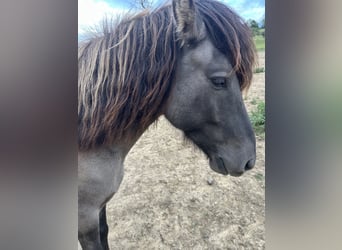 Icelandic Horse, Gelding, 6 years, 14.1 hh, Dun
