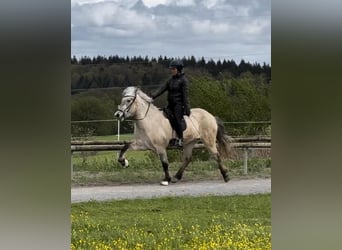 Icelandic Horse, Gelding, 6 years, 14.1 hh