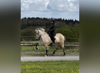 Icelandic Horse, Gelding, 6 years, 14.1 hh