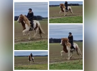 Icelandic Horse, Gelding, 6 years, 14,1 hh, Pinto