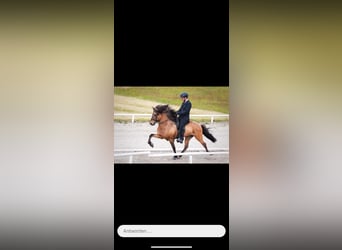 Icelandic Horse, Gelding, 6 years, 14.1 hh, Roan-Blue
