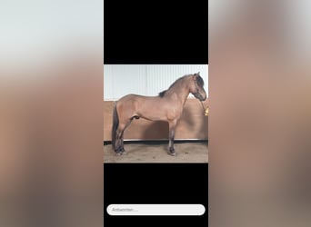 Icelandic Horse, Gelding, 6 years, 14.1 hh, Roan-Blue