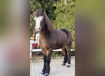 Icelandic Horse, Gelding, 6 years, 14.2 hh, Smoky-Black