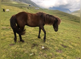Icelandic Horse, Gelding, 6 years, 14 hh, Black
