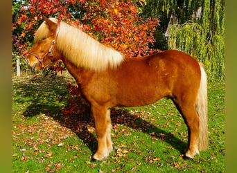 Icelandic Horse, Gelding, 6 years, 14 hh, Chestnut-Red