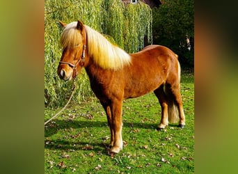 Icelandic Horse, Gelding, 6 years, 14 hh, Chestnut-Red