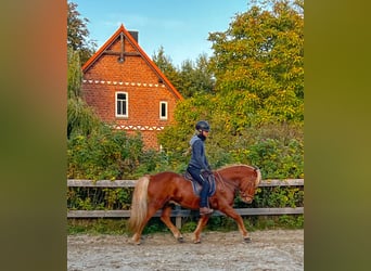 Icelandic Horse, Gelding, 6 years, 14 hh, Chestnut-Red