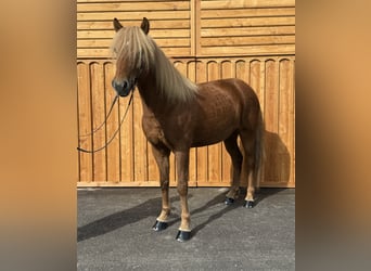 Icelandic Horse, Gelding, 6 years, 14 hh, Chestnut-Red