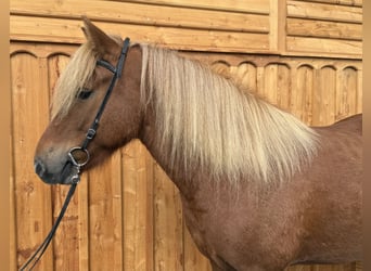 Icelandic Horse, Gelding, 6 years, 14 hh, Chestnut-Red