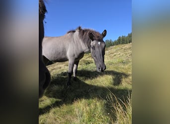 Icelandic Horse, Gelding, 6 years, 14 hh, Dun