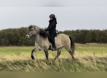 Icelandic Horse, Gelding, 6 years, 14 hh, Gray